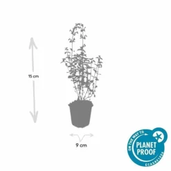 LA GREEN TOUCH - Cataire 'walker's low' x60 – entre 3,75 et 5m2