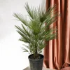 LA GREEN TOUCH - Chamaerops humilis struik 150cm - plante d'intérieur