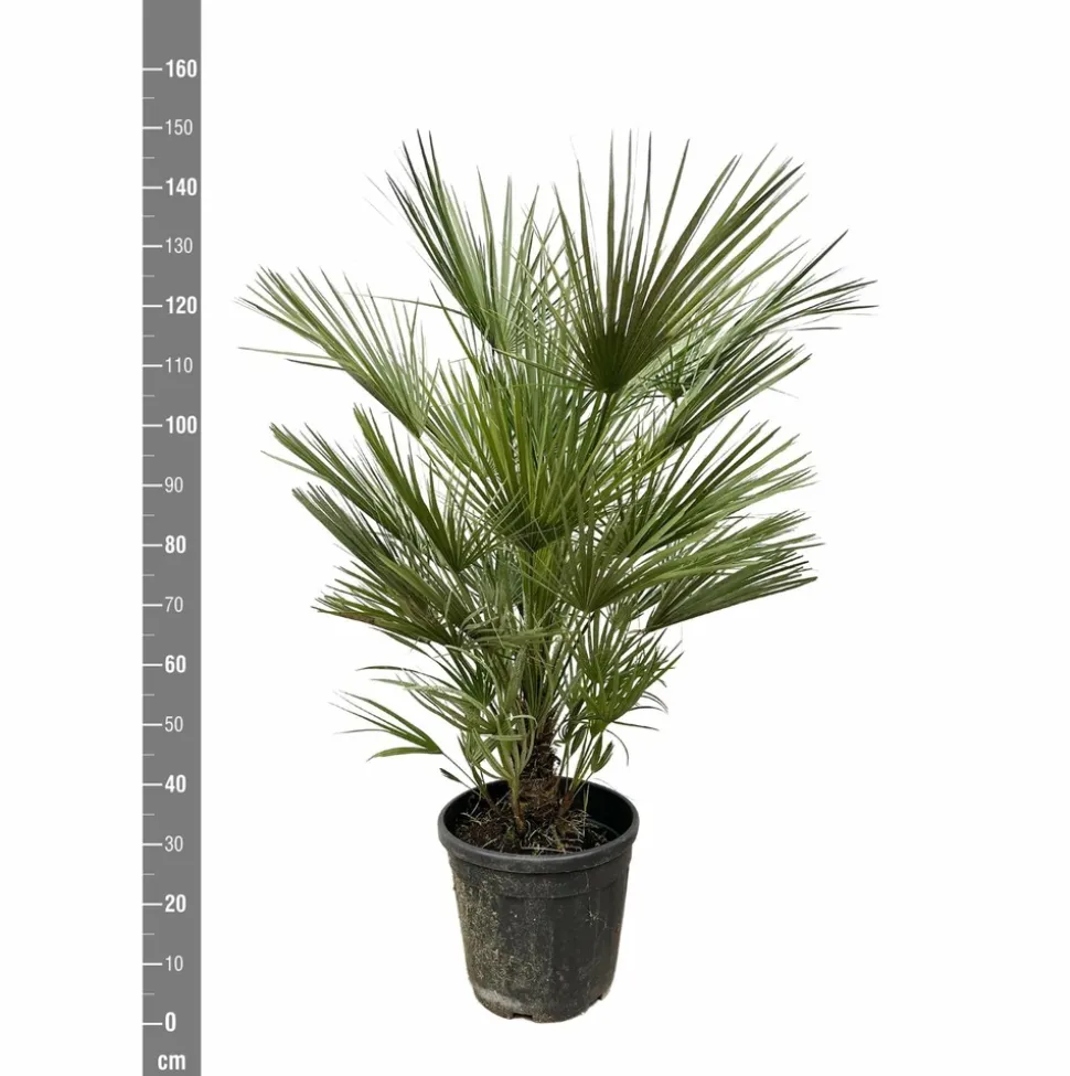 LA GREEN TOUCH - Chamaerops humilis struik 150cm - plante d'intérieur