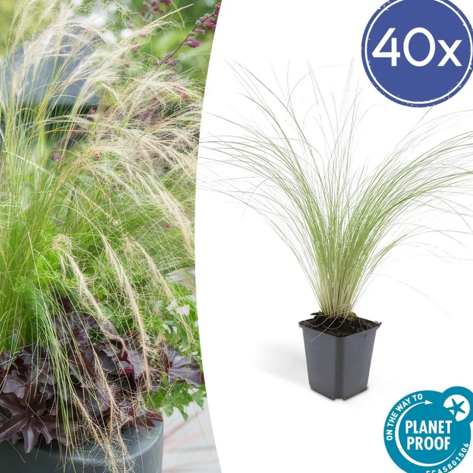 LA GREEN TOUCH - Échinacée 'magnus' x6 – entre 0,38 et 0,5m2