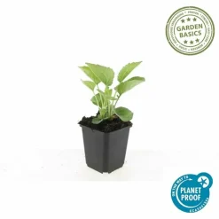 LA GREEN TOUCH - Échinacée 'magnus' x6 – entre 0,38 et 0,5m2