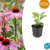 LA GREEN TOUCH - Échinacée 'magnus' x60 – entre 3,75 et 5m2
