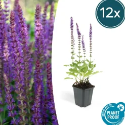 LA GREEN TOUCH - Échinacée 'magnus' x60 – entre 3,75 et 5m2