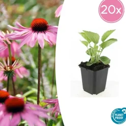 LA GREEN TOUCH - Échinacée 'magnus' x20 – entre 1,25 et 1,67m2