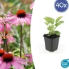 LA GREEN TOUCH - Échinacée 'magnus' x40 – entre 2,5 et 3,33m2