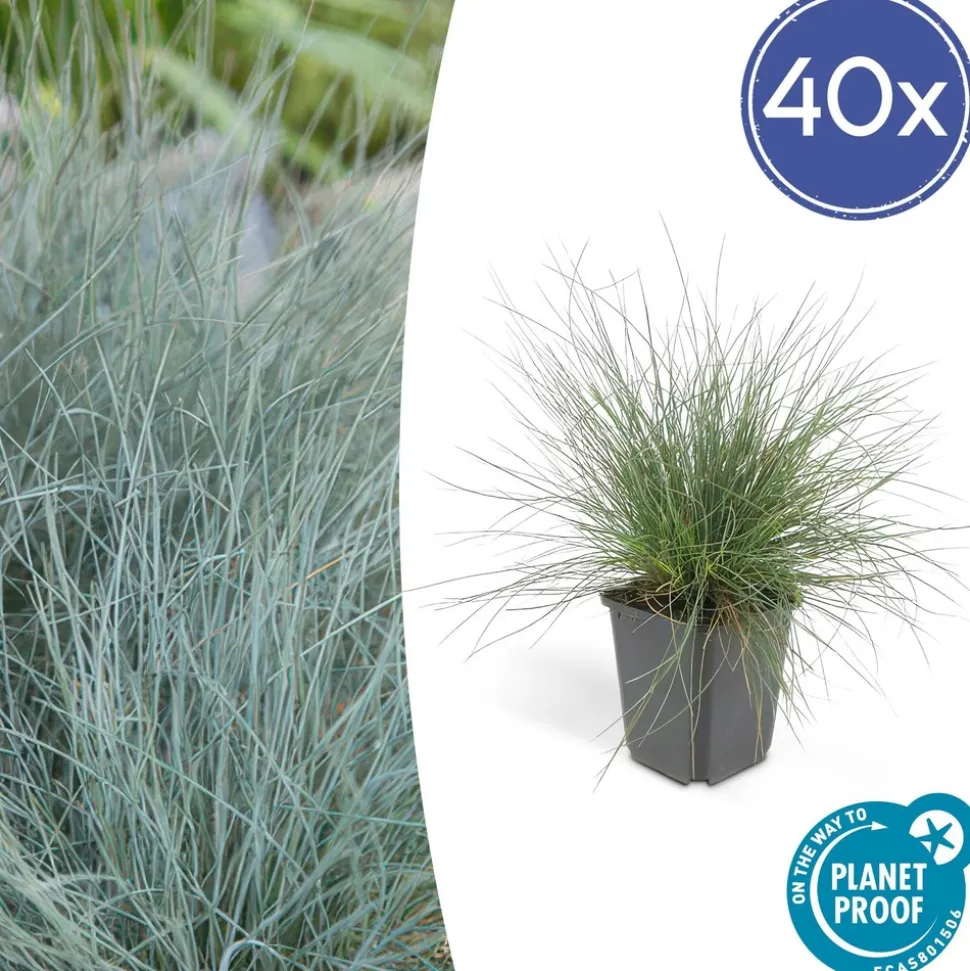 LA GREEN TOUCH - Échinacée 'magnus' x40 – entre 2,5 et 3,33m2