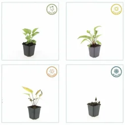 LA GREEN TOUCH - Échinacée 'magnus' x40 – entre 2,5 et 3,33m2