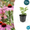 LA GREEN TOUCH - Échinacée 'magnus' x12 – entre 0,75 et 1m2
