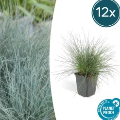 LA GREEN TOUCH - Échinacée 'magnus' x12 – entre 0,75 et 1m2