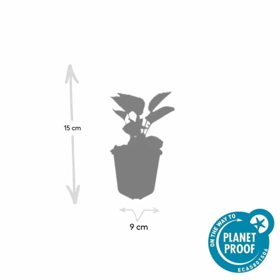 LA GREEN TOUCH - Échinacée 'magnus' x12 – entre 0,75 et 1m2