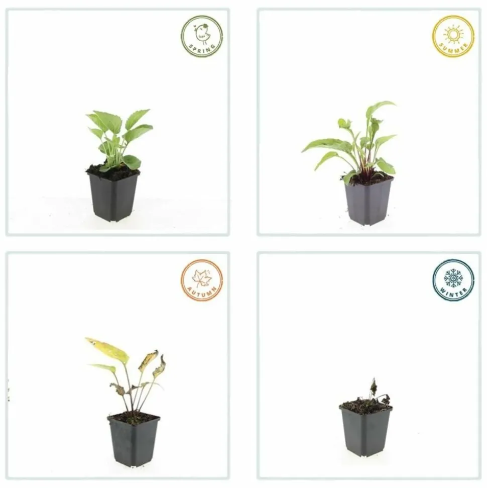 LA GREEN TOUCH - Échinacée 'magnus' x12 – entre 0,75 et 1m2