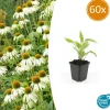 LA GREEN TOUCH - Échinacée 'white swan' x60 – entre 3,75 et 5m2