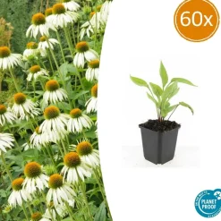 LA GREEN TOUCH - Échinacée 'white swan' x60 – entre 3,75 et 5m2
