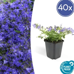 LA GREEN TOUCH - Échinacée 'white swan' x60 – entre 3,75 et 5m2