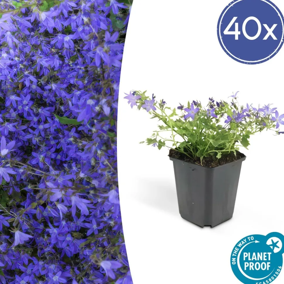 LA GREEN TOUCH - Échinacée 'white swan' x60 – entre 3,75 et 5m2