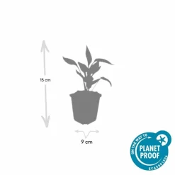 LA GREEN TOUCH - Échinacée 'white swan' x60 – entre 3,75 et 5m2