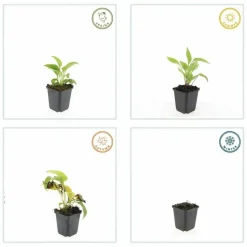 LA GREEN TOUCH - Échinacée 'white swan' x60 – entre 3,75 et 5m2