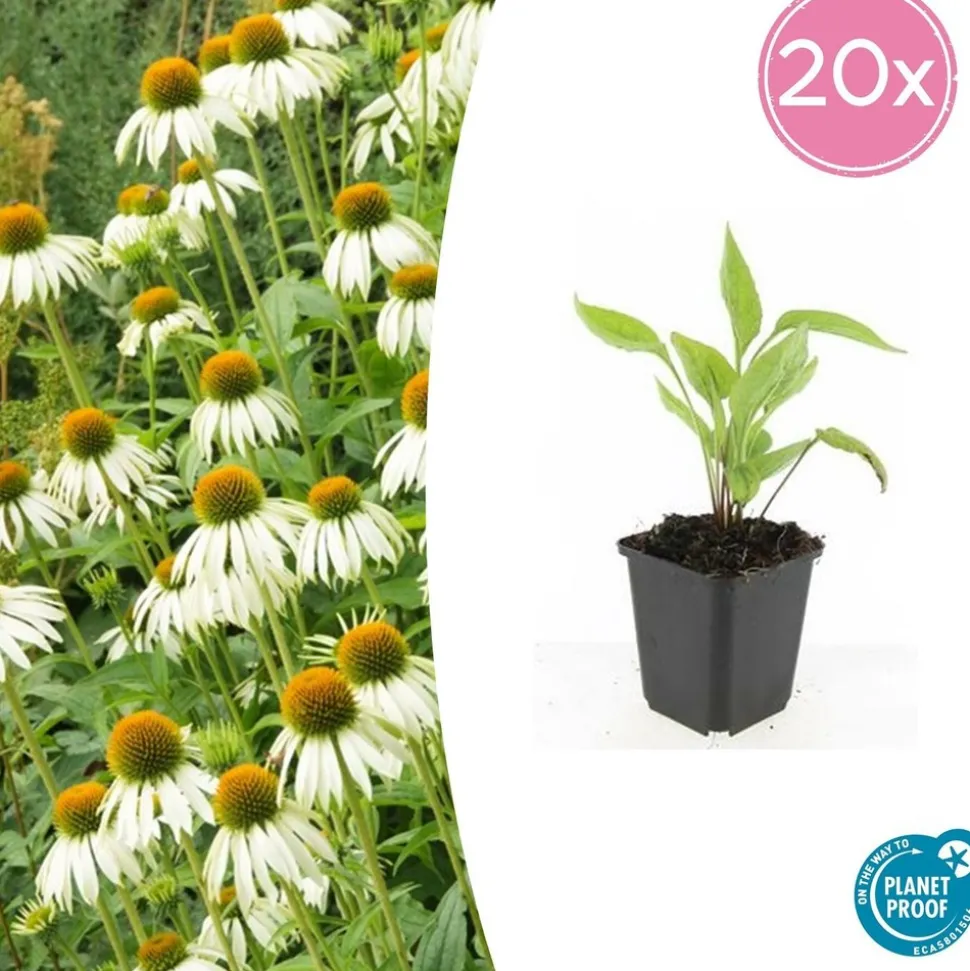 LA GREEN TOUCH - Échinacée 'white swan' x60 – entre 3,75 et 5m2