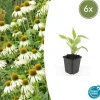 LA GREEN TOUCH - Échinacée 'white swan' x6 – entre 0,38 et 0,5m2