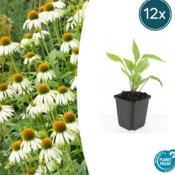 LA GREEN TOUCH - Échinacée 'white swan' x6 – entre 0,38 et 0,5m2