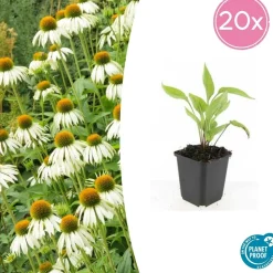 LA GREEN TOUCH - Échinacée 'white swan' x20 – entre 1,25 et 1,67m2
