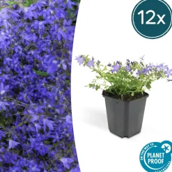 LA GREEN TOUCH - Échinacée 'white swan' x20 – entre 1,25 et 1,67m2
