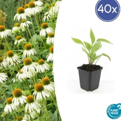 LA GREEN TOUCH - Échinacée 'white swan' x40 – entre 2,5 et 3,33m2