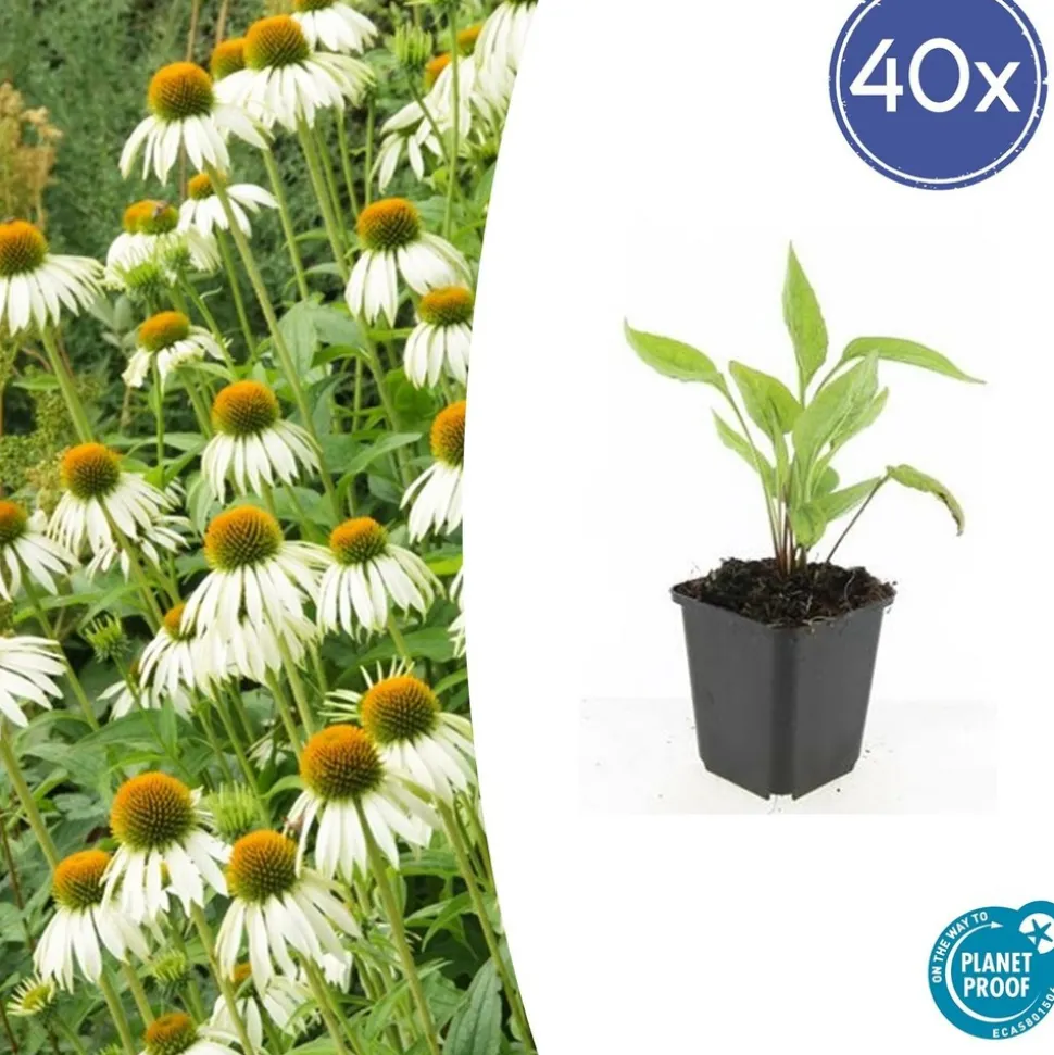 LA GREEN TOUCH - Échinacée 'white swan' x40 – entre 2,5 et 3,33m2