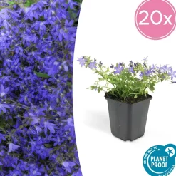 LA GREEN TOUCH - Échinacée 'white swan' x40 – entre 2,5 et 3,33m2