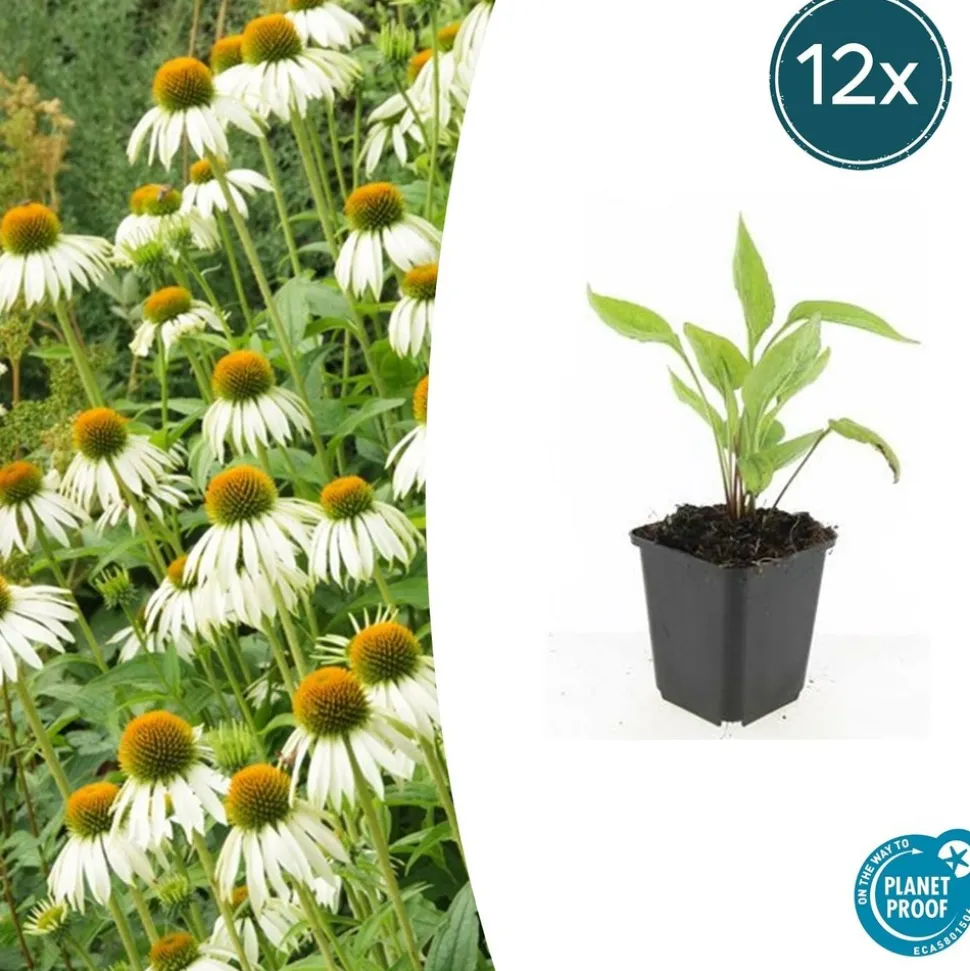 LA GREEN TOUCH - Échinacée 'white swan' x40 – entre 2,5 et 3,33m2