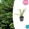 LA GREEN TOUCH - Chèvrefeuille à cupule x20 – entre 1,25 et 1,67m2
