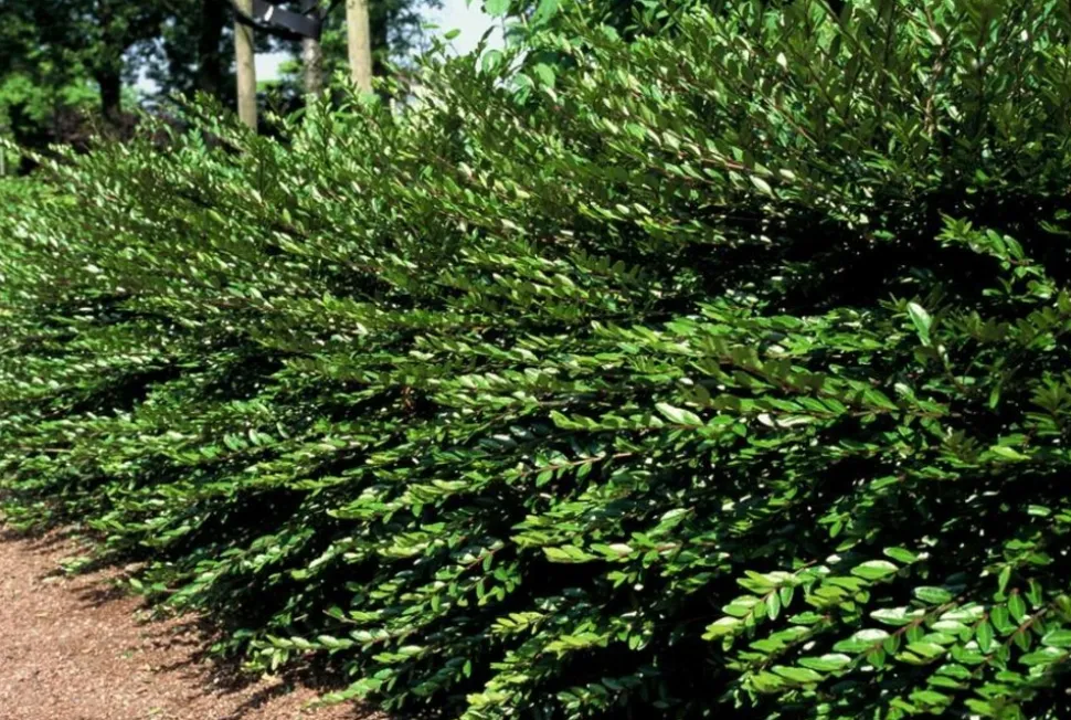 LA GREEN TOUCH - Chèvrefeuille à cupule x20 – entre 1,25 et 1,67m2