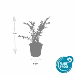 LA GREEN TOUCH - Chèvrefeuille à cupule x20 – entre 1,25 et 1,67m2