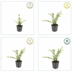 LA GREEN TOUCH - Chèvrefeuille à cupule x20 – entre 1,25 et 1,67m2
