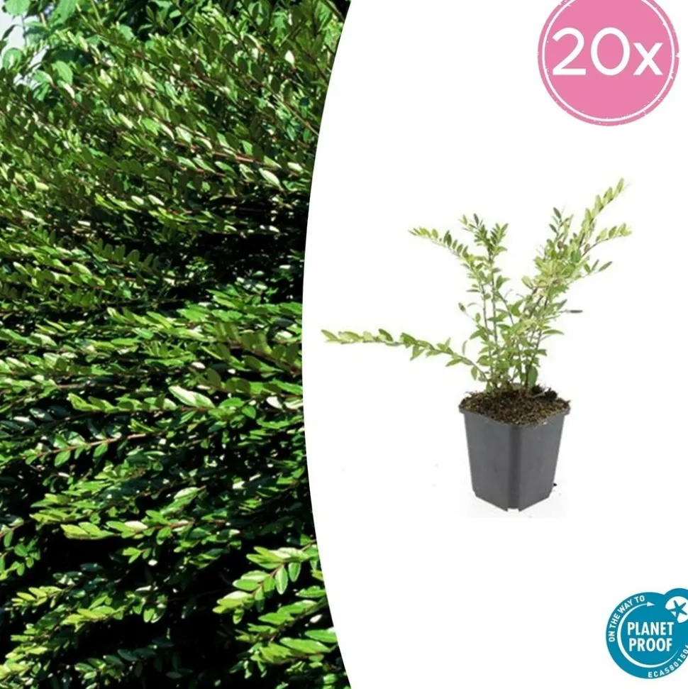 LA GREEN TOUCH - Chèvrefeuille à cupule x20 – entre 1,25 et 1,67m2
