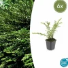 LA GREEN TOUCH - Chèvrefeuille à cupule 'purple pearl' x6 – entre 0,38 et 0,5m2