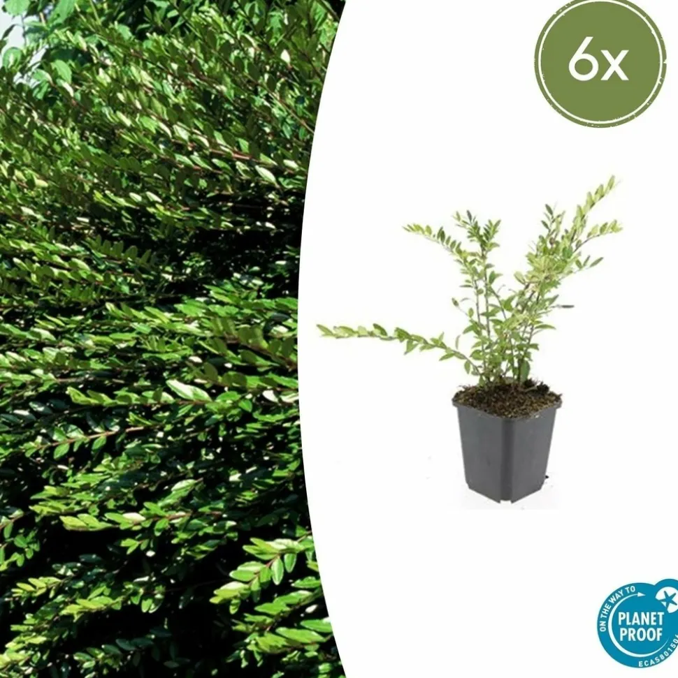 LA GREEN TOUCH - Chèvrefeuille à cupule 'purple pearl' x6 – entre 0,38 et 0,5m2