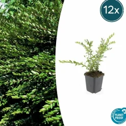 LA GREEN TOUCH - Chèvrefeuille à cupule 'purple pearl' x6 – entre 0,38 et 0,5m2