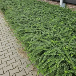 LA GREEN TOUCH - Chèvrefeuille arbustif 'maigrün' x40 – entre 2,5 et 3,33m2