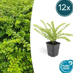 LA GREEN TOUCH - Chèvrefeuille arbustif 'maigrün' x40 – entre 2,5 et 3,33m2