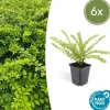 LA GREEN TOUCH - Chèvrefeuille arbustif 'maigrün' x6 – entre 0,38 et 0,5m2