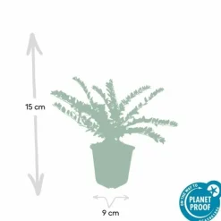 LA GREEN TOUCH - Chèvrefeuille arbustif 'maigrün' x6 – entre 0,38 et 0,5m2