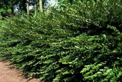 LA GREEN TOUCH - Chèvrefeuille à cupule x6 – entre 0,38 et 0,5m2