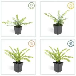 LA GREEN TOUCH - Chèvrefeuille arbustif 'maigrün' x20 – entre 1,25 et 1,67m2