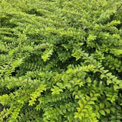 LA GREEN TOUCH - Chèvrefeuille arbustif 'maigrün' x20 – entre 1,25 et 1,67m2