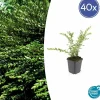 LA GREEN TOUCH - Chèvrefeuille à cupule 'purple pearl' x40 – entre 2,5 et 3,33m2