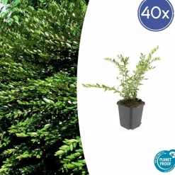 LA GREEN TOUCH - Chèvrefeuille à cupule 'purple pearl' x40 – entre 2,5 et 3,33m2