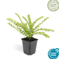 LA GREEN TOUCH - Chèvrefeuille arbustif 'maigrün' x12 – entre 0,75 et 1m2