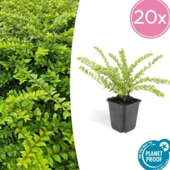 LA GREEN TOUCH - Chèvrefeuille arbustif 'maigrün' x12 – entre 0,75 et 1m2