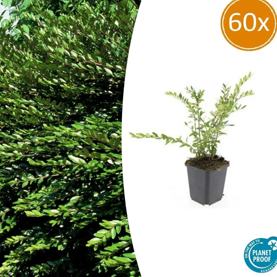 LA GREEN TOUCH - Chèvrefeuille à cupule 'purple pearl' x60 – entre 3,75 et 5m2